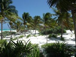 palm trees on the Caribbean beach