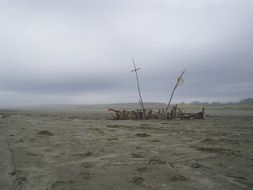 sea driftwood
