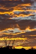 Silhouettes of trees against the background of a golden sunset