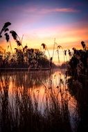 silhouettes of reeds near the lake