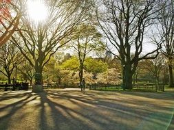 sunny central park on manhattan in new york