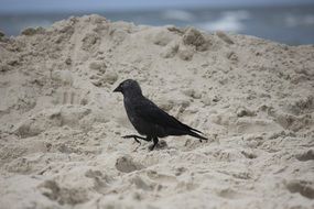 raven in the sand on the beach