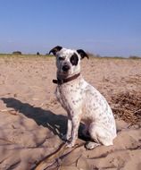 spotted dog sits on the sand
