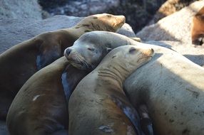 sea lions and seals sleep on the beach