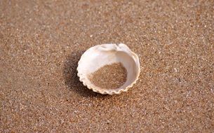 shell lies on dry sand