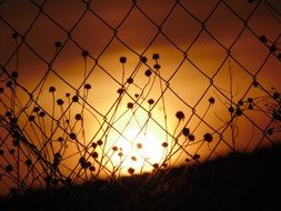 silhouette of a wire fence against a sunset