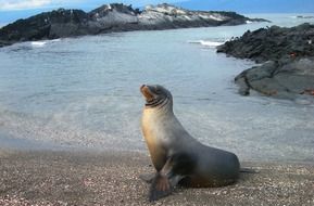 sea seal on the beach in South America