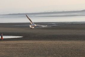 flight of seagull over the field