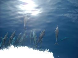 dolphin wildlife