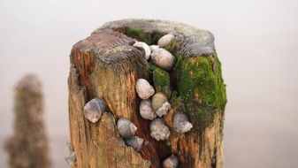 north sea coast east frisia nature