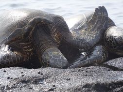 large turtles on the coast
