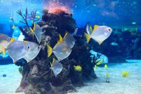 Fishes near the coral