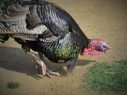 black turkey walking on ground