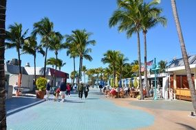 palm trees on the streets in florida