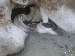 Snags and stones on the beach