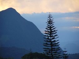 Christmas tree on a background of a mountain during sunset in Colombia