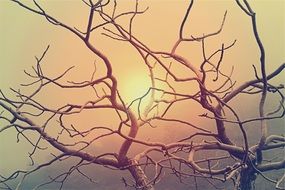 very beautiful branches