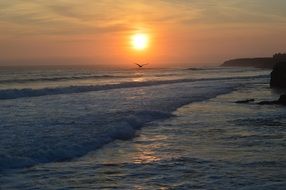 bird under the sea sunset beach