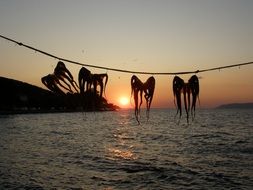 drying four octopuses