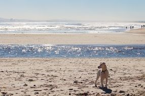 dog stays on sand beach at water