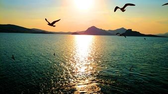 seagulls over the sea at sunrise