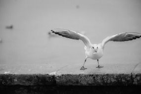 white gull in Switzerland