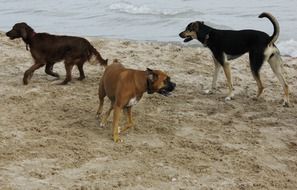 three dogs on beach