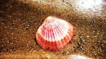 red shell on the sand close up