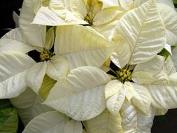 white christmas flower