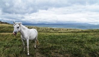 white horse in a green meadow