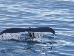 whale tail in the southern ocean