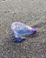 poisonous jellyfish on a sandy beach