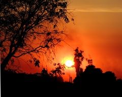 tree silhouettes on the orange red sunset