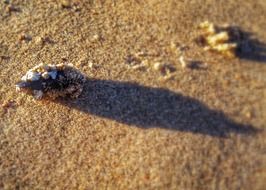 shell on the sand in the North Sea