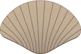 abstract seashell, drawing