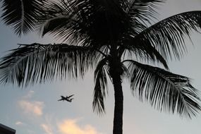 palm and plane in the sky