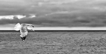 incredibly beautiful gull black and white
