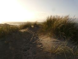 tall grass in the dunes on the North Sea