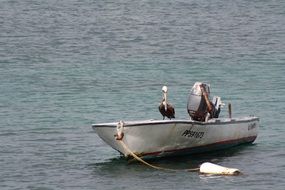 Pelicans in a boat