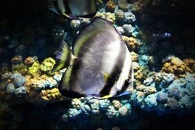 closeup picture of striped tropical fish underwater, thailand, Sisaket Aquarium