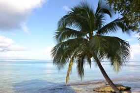 beautiful beach with palm for relaxation