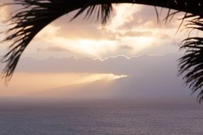 branches of palm trees on a background of clouds