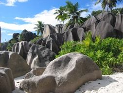 gray boulders and green palm trees on a beach in the Seychelles