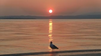 seagull on the shore of lake garda at sunset