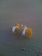 christmas crab