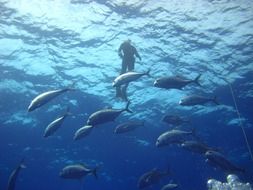 diver in underwater