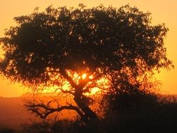 tropical tree against a golden sunset
