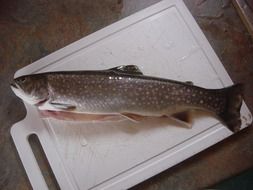 fresh trout fish for food