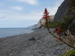 flowers on madeira beach
