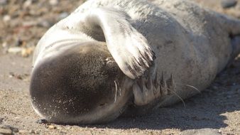 Seal on the beach